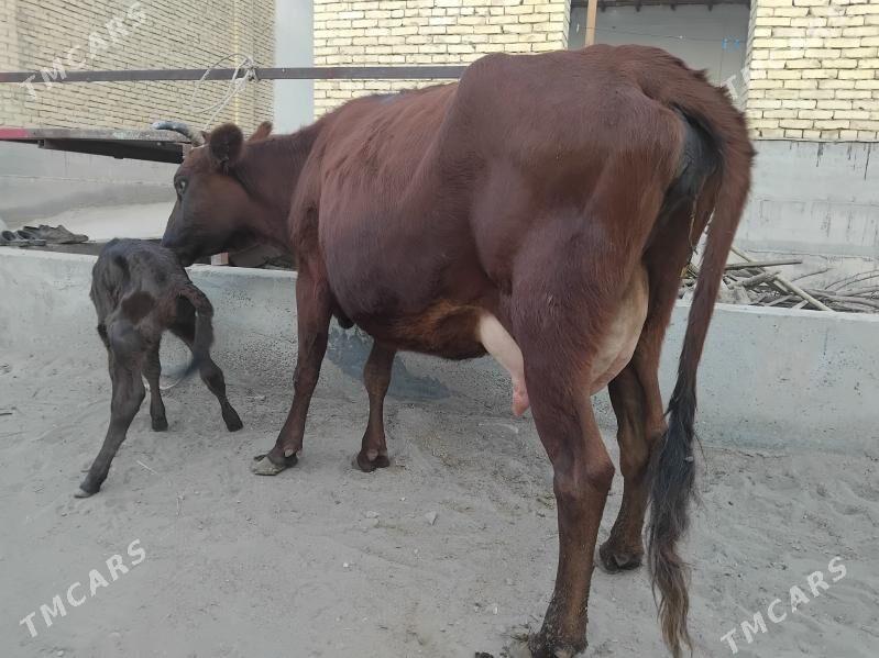 goleli sygyr - Сакар - img 1