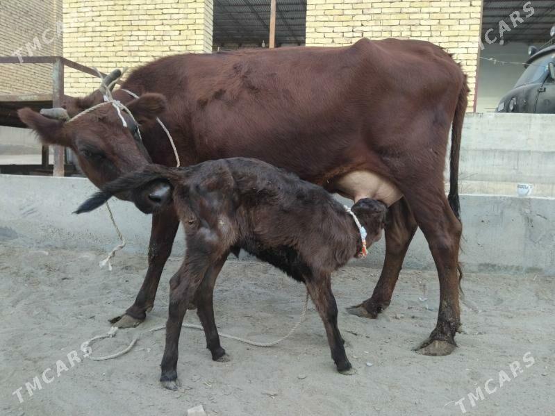 goleli sygyr - Сакар - img 4