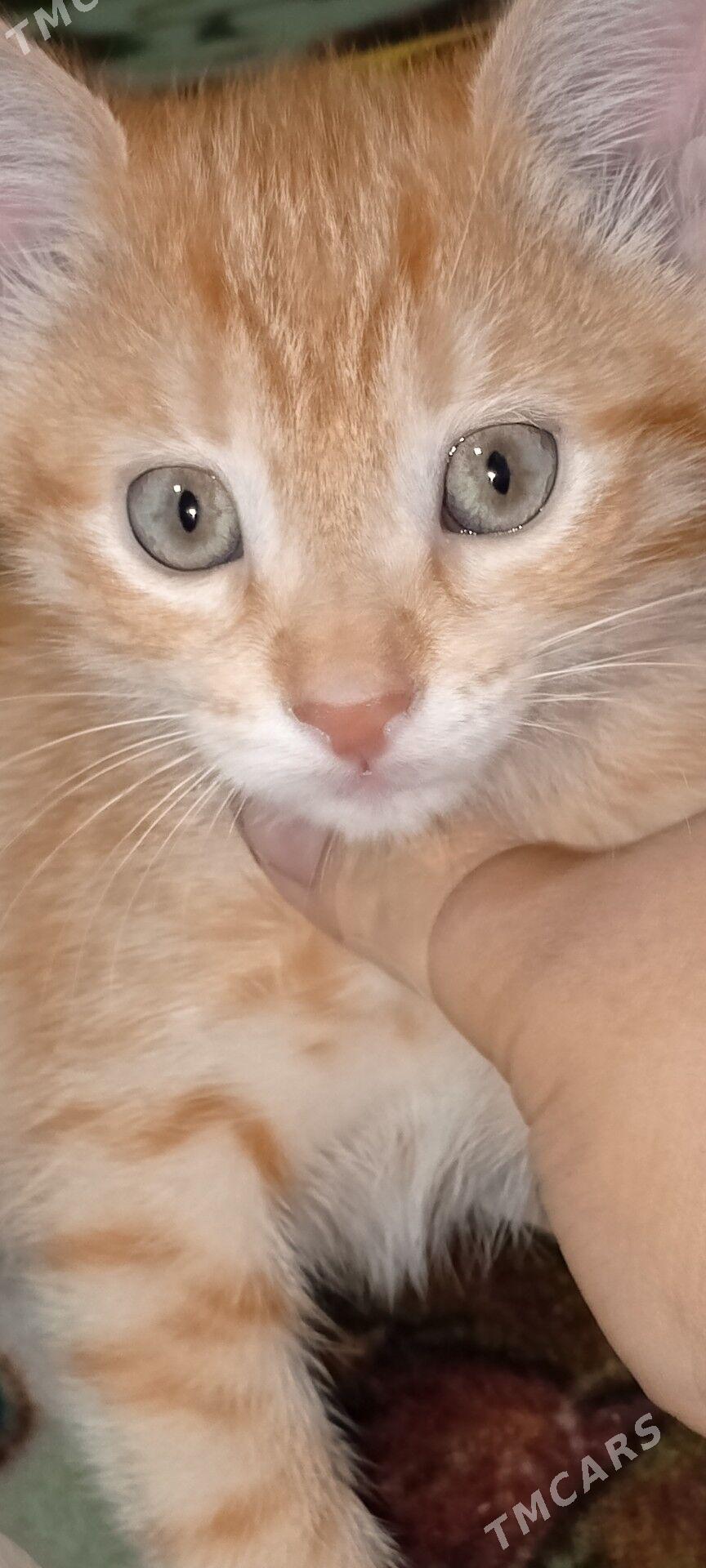 pişikler - Бузмеин ГРЭС - img 3