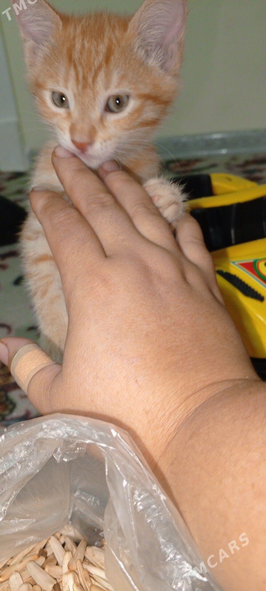 pişikler - Бузмеин ГРЭС - img 5