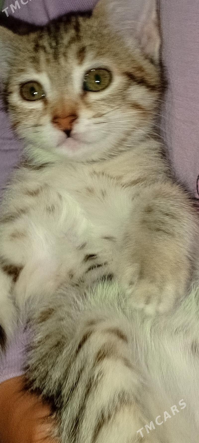 pişikler - Бузмеин ГРЭС - img 2