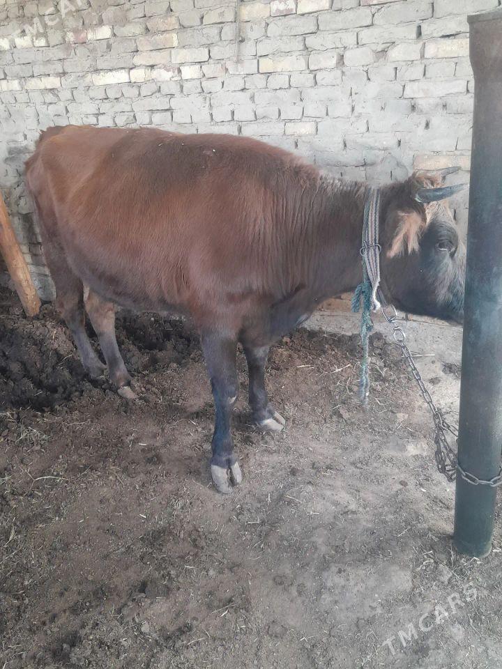 Sygyr ve gulajyn mal - Mary - img 2