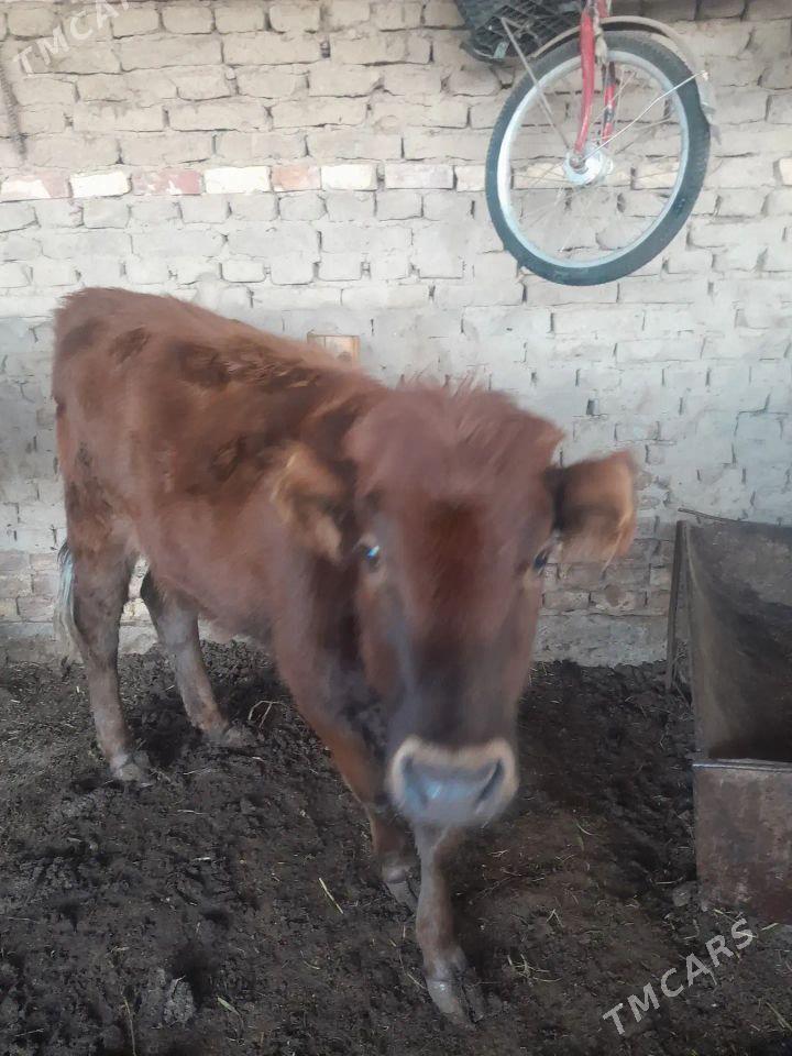 Sygyr ve gulajyn mal - Mary - img 4