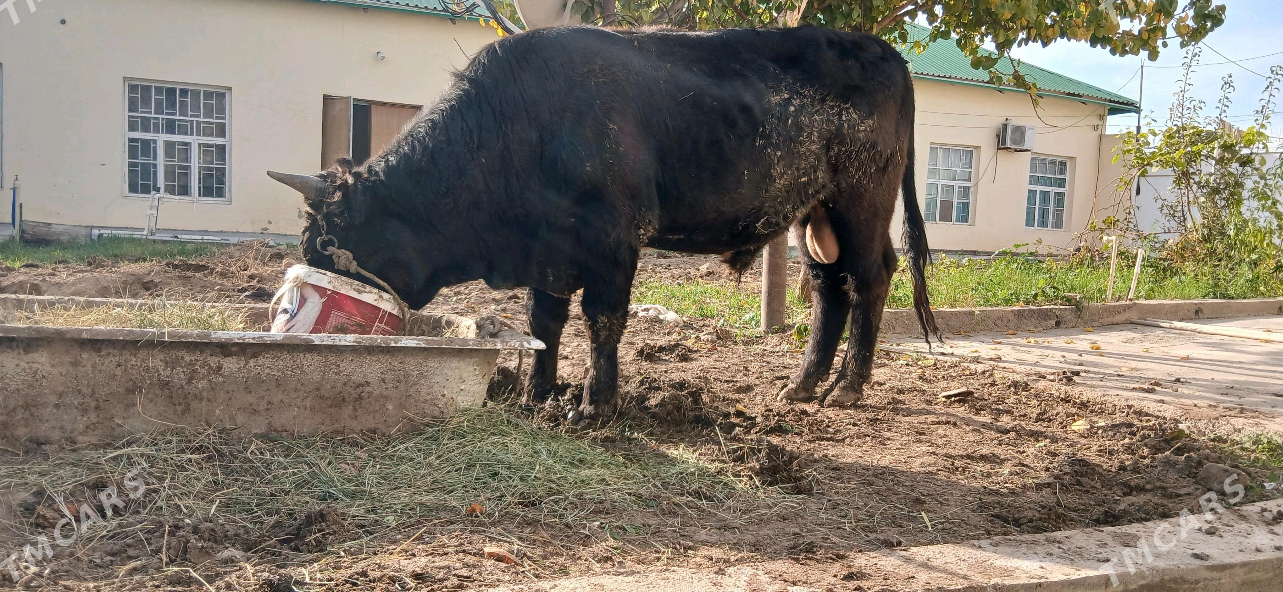 Şwes Öküz - Ашхабад - img 2