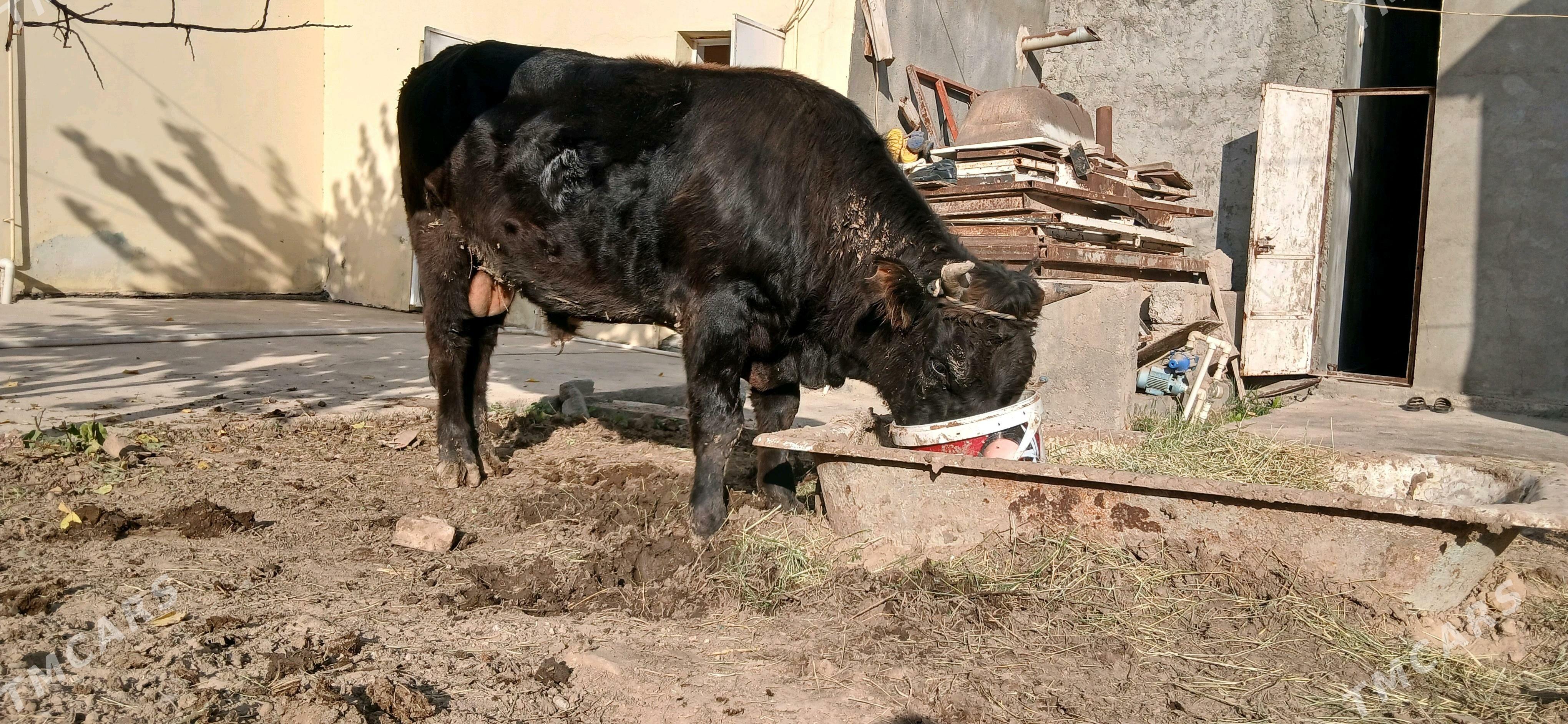 Şwes Öküz - Ашхабад - img 4