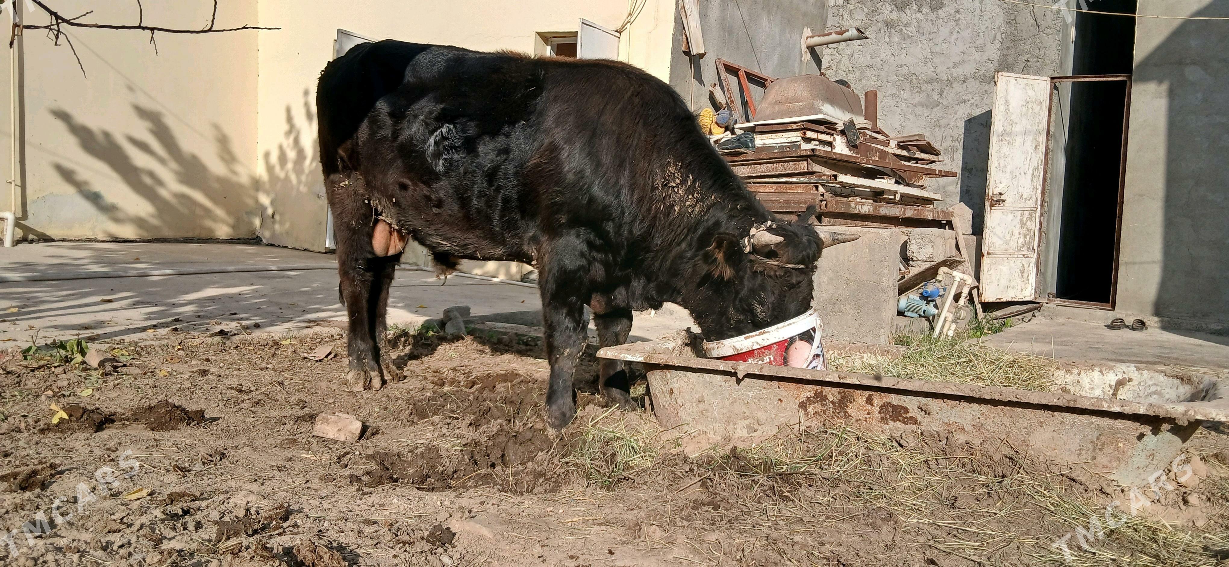 Şwes Öküz - Ашхабад - img 3