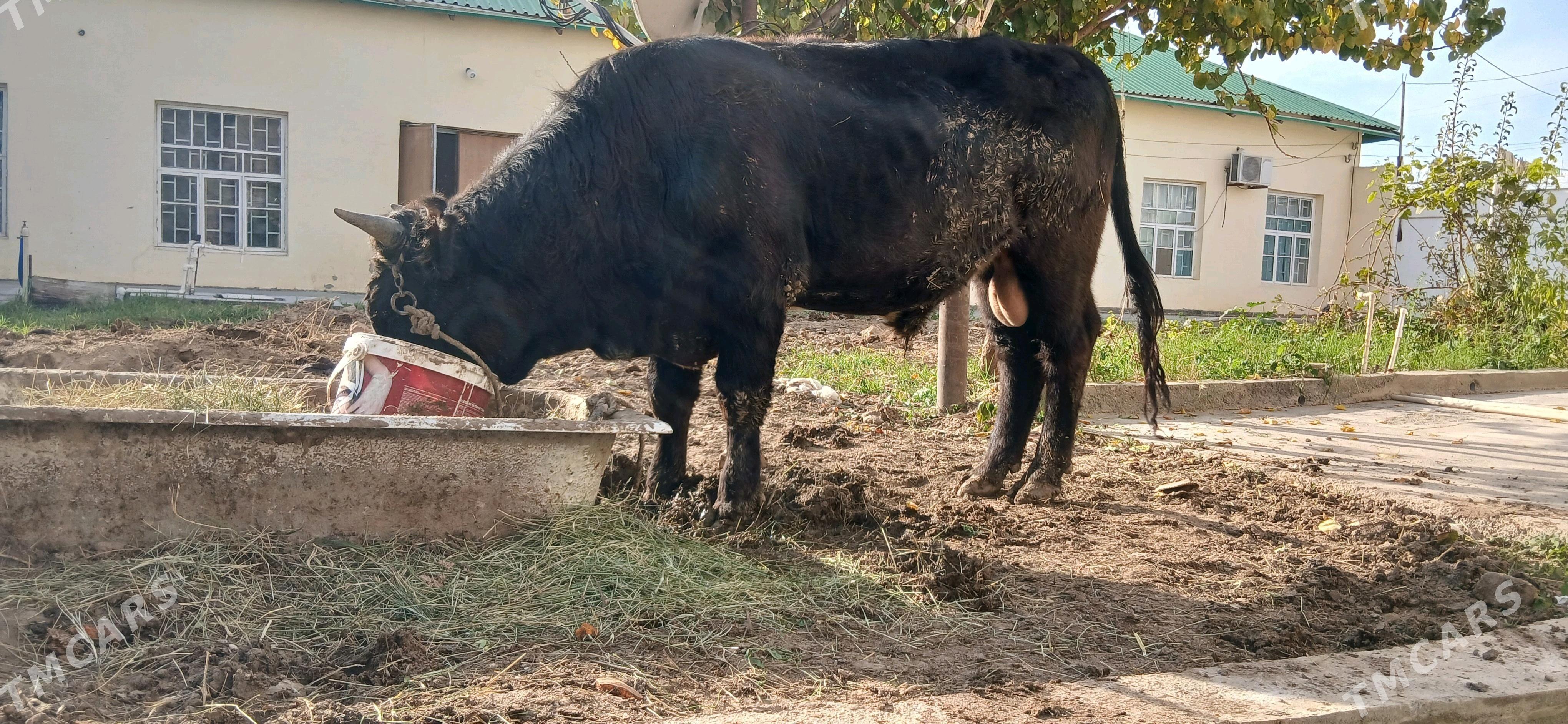 Şwes Öküz - Ашхабад - img 1