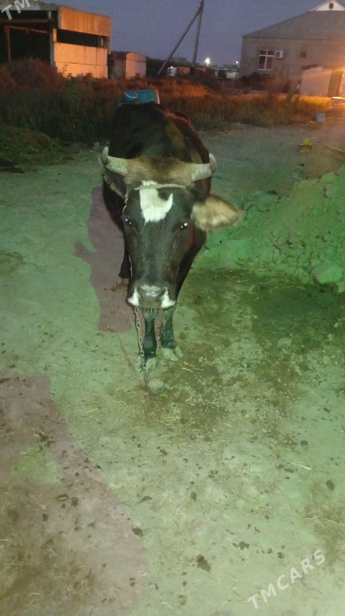 sygyr - Gökdepe - img 1