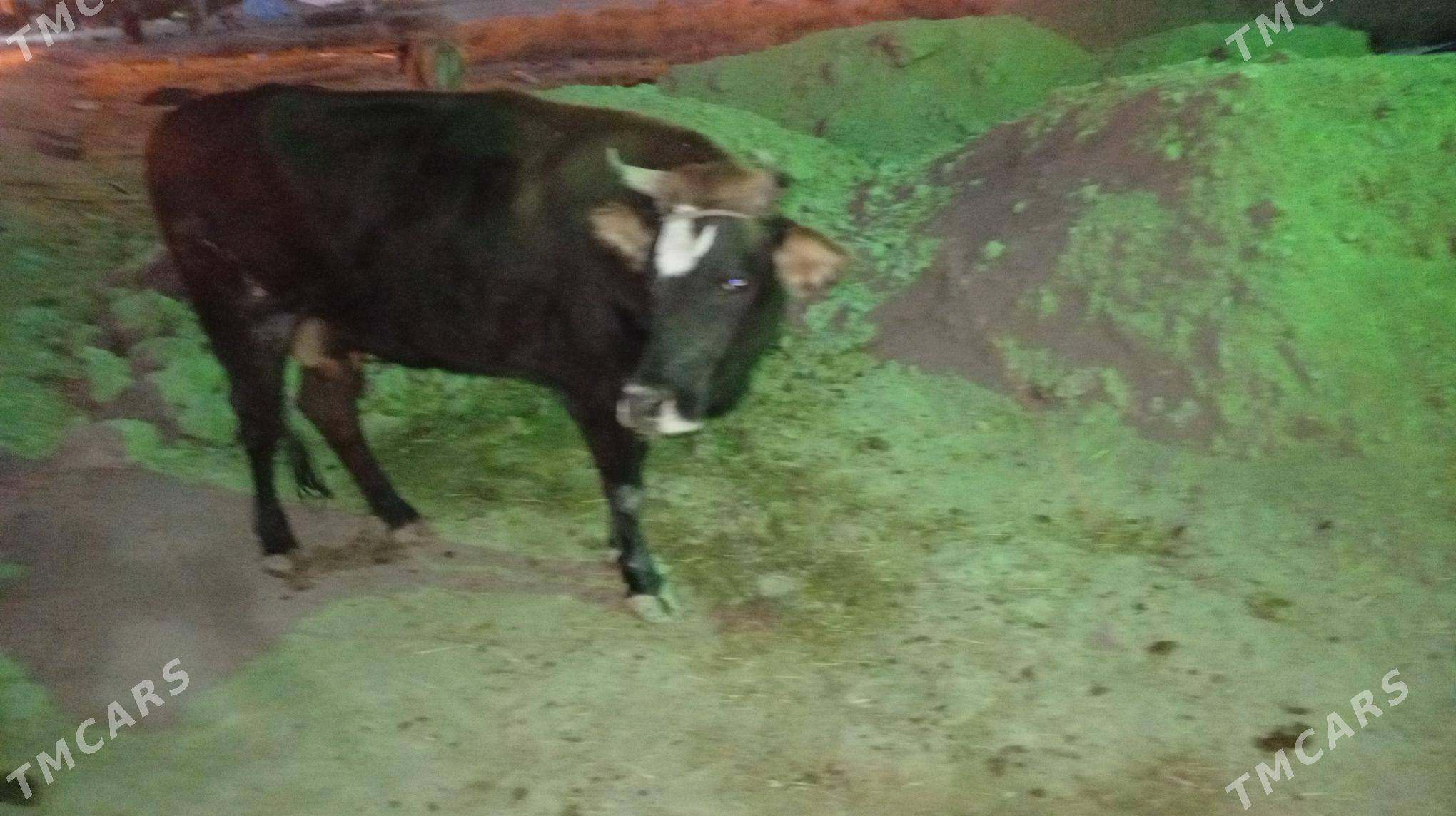 sygyr - Gökdepe - img 3