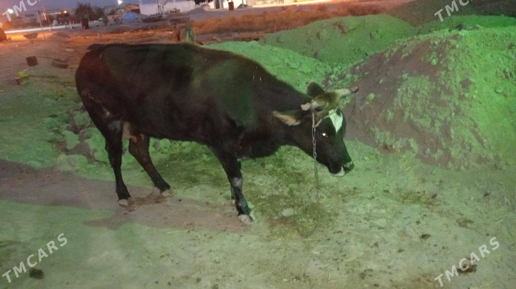 sygyr - Gökdepe - img 2