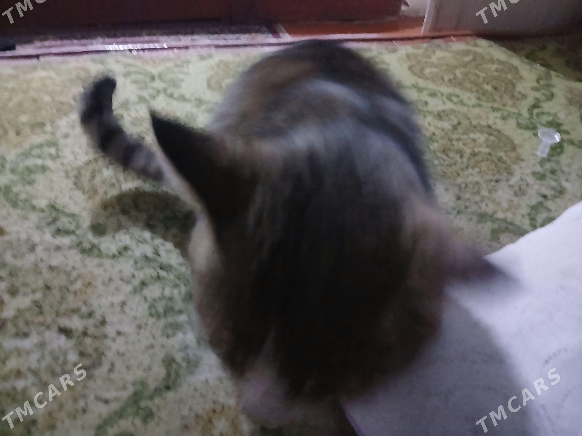 pisik - Дашогуз - img 2