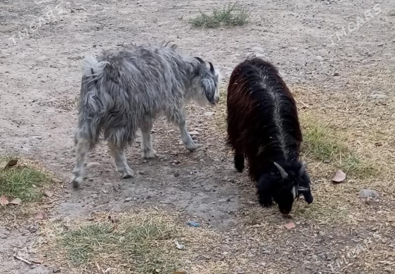 çewiş - Änew - img 3