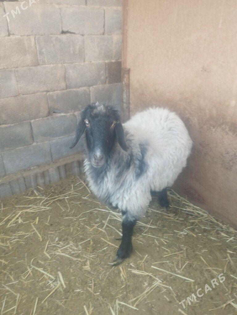 goyun - Анев - img 3