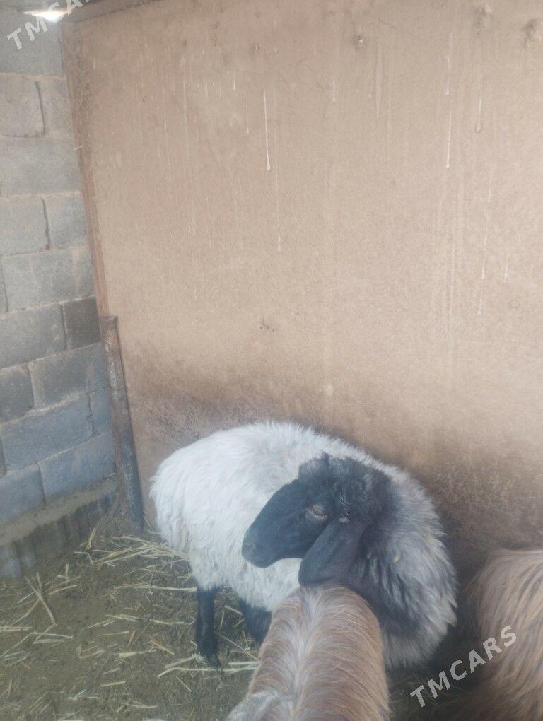 goyun - Анев - img 1