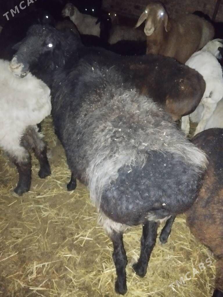 Satlyk goyun сатлык гоюн - Türkmenabat - img 5