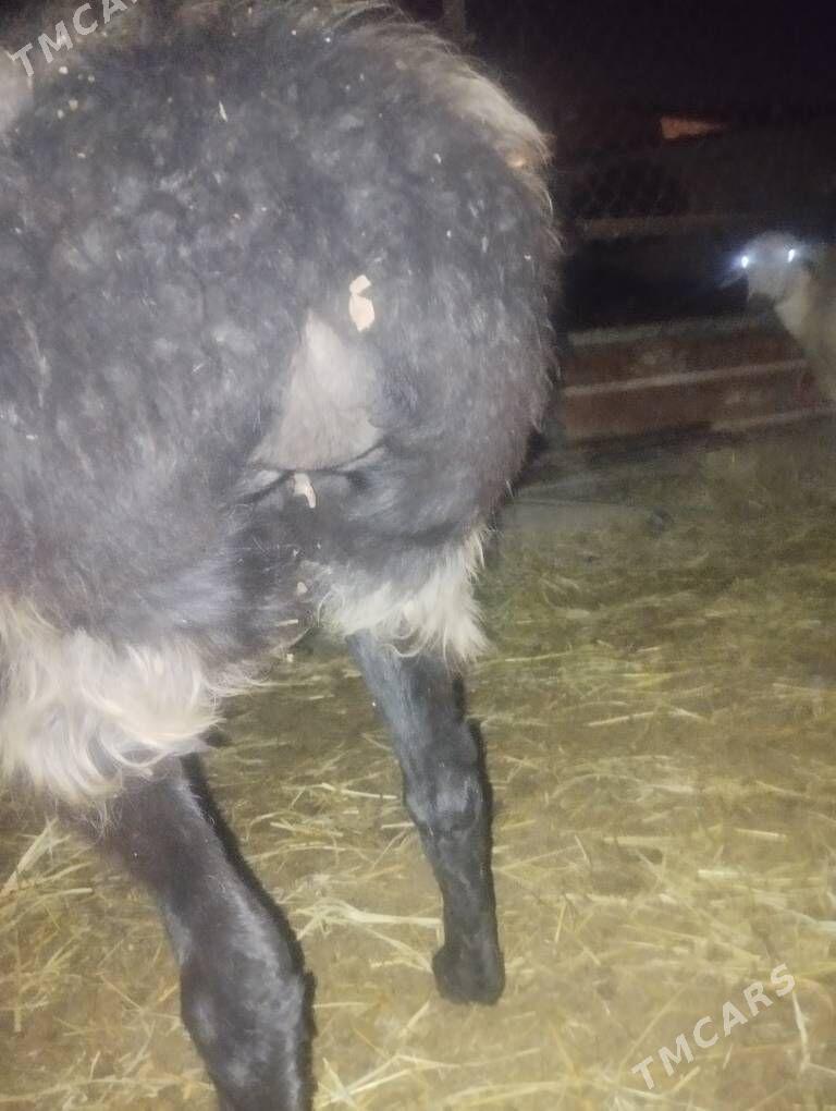 Satlyk goyun сатлык гоюн - Türkmenabat - img 2