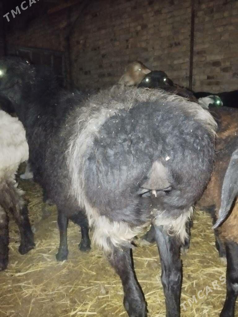 Satlyk goyun сатлык гоюн - Türkmenabat - img 6