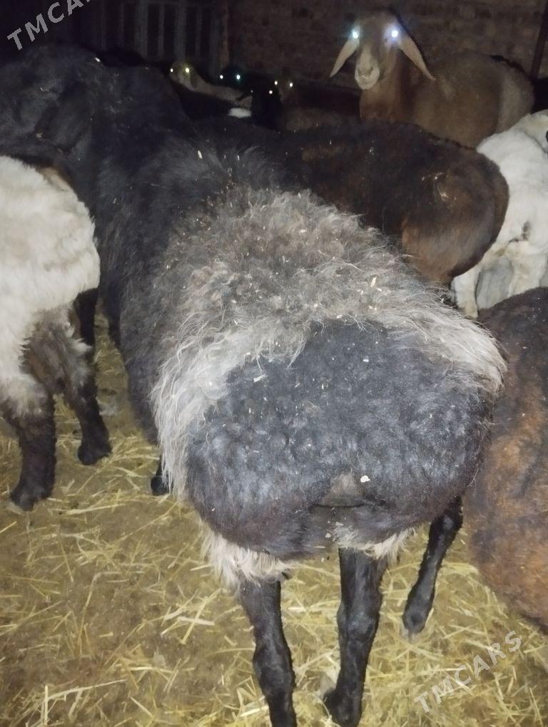 Satlyk goyun сатлык гоюн - Türkmenabat - img 7