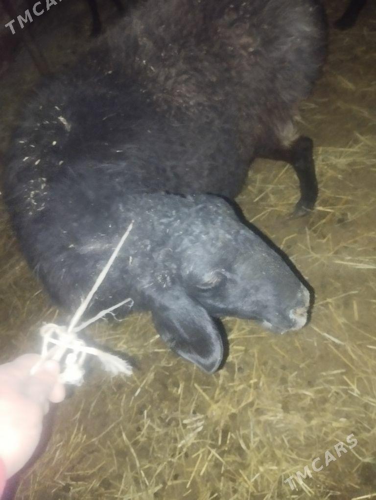 Satlyk goyun сатлык гоюн - Türkmenabat - img 1