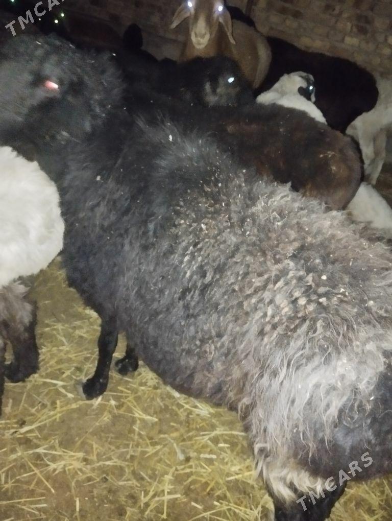 Satlyk goyun сатлык гоюн - Türkmenabat - img 8