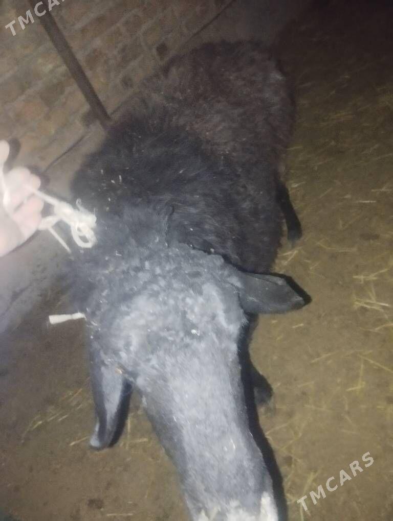 Satlyk goyun сатлык гоюн - Türkmenabat - img 3