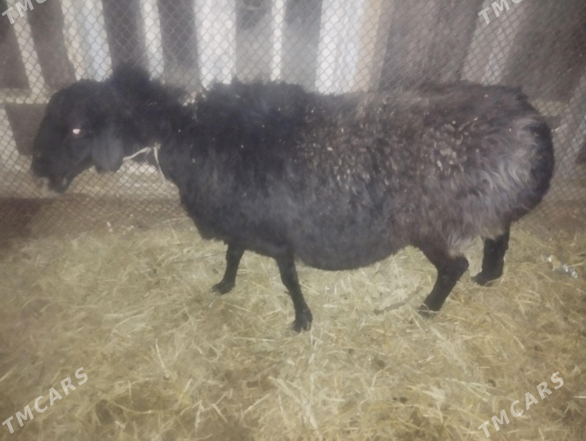 Satlyk goyun сатлык гоюн - Türkmenabat - img 9