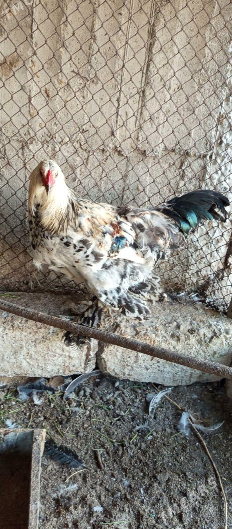 brama ve Balgat horaz - Гёкдепе - img 5