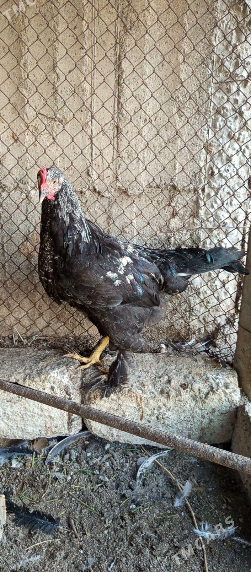 brama ve Balgat horaz - Гёкдепе - img 6