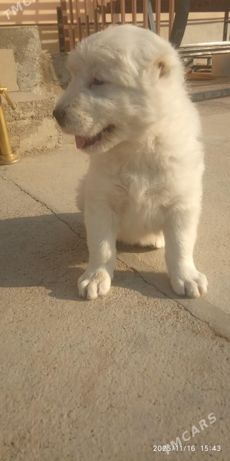 Alabay - Гёкдепе - img 2