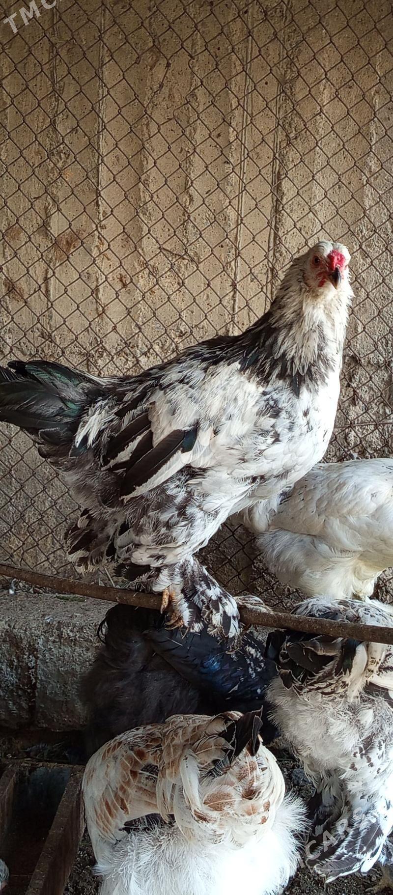 brama ve Balgat horaz - Гёкдепе - img 2