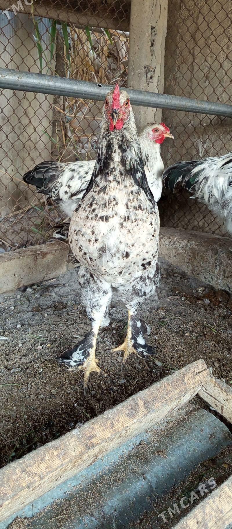 brama ve Balgat horaz - Гёкдепе - img 4