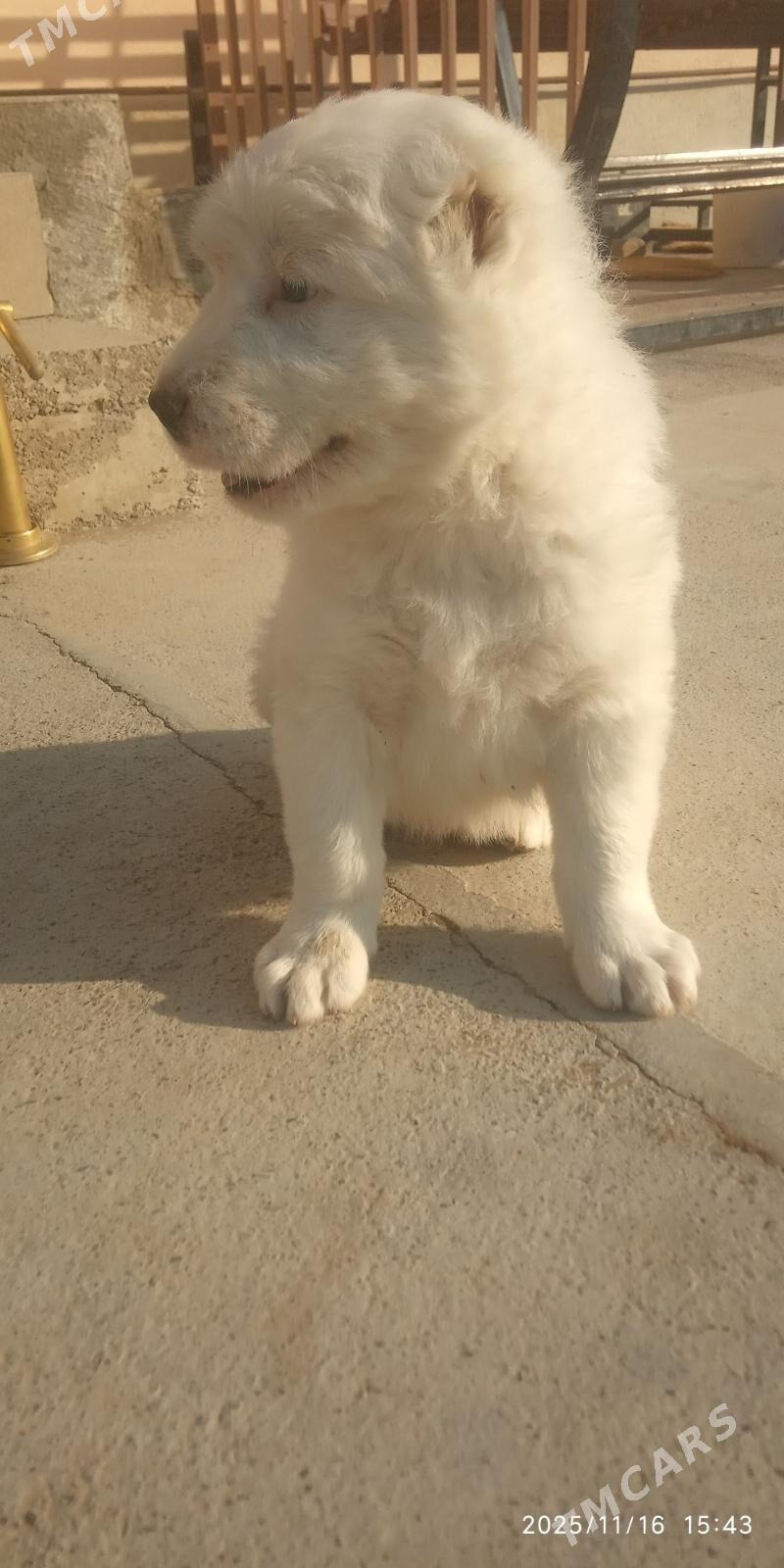 Alabay - Гёкдепе - img 3