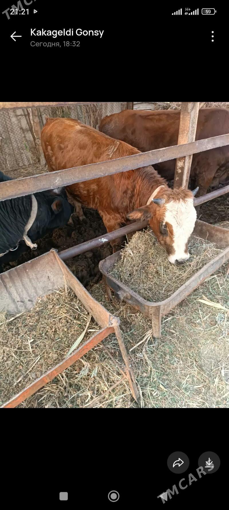 Okuzler - Mary - img 3