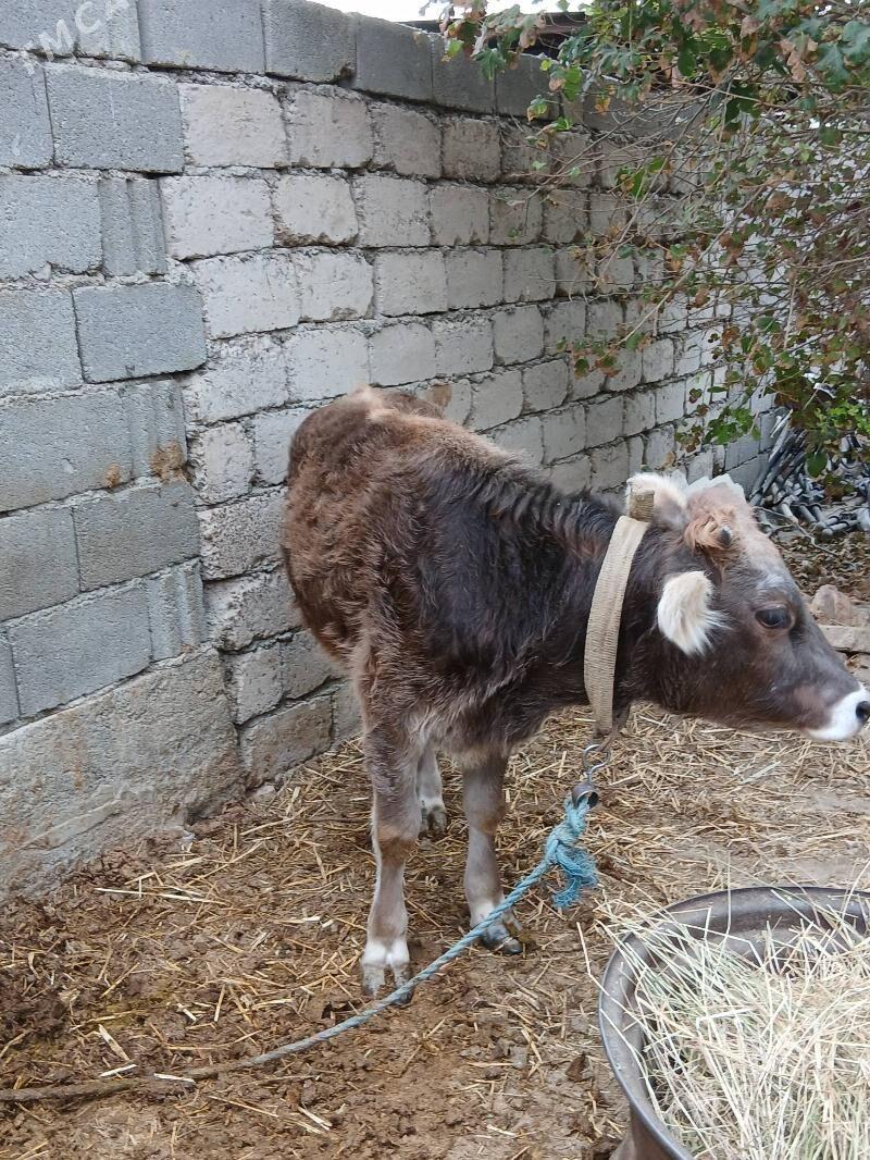 Tuwe - Яшлык - img 1