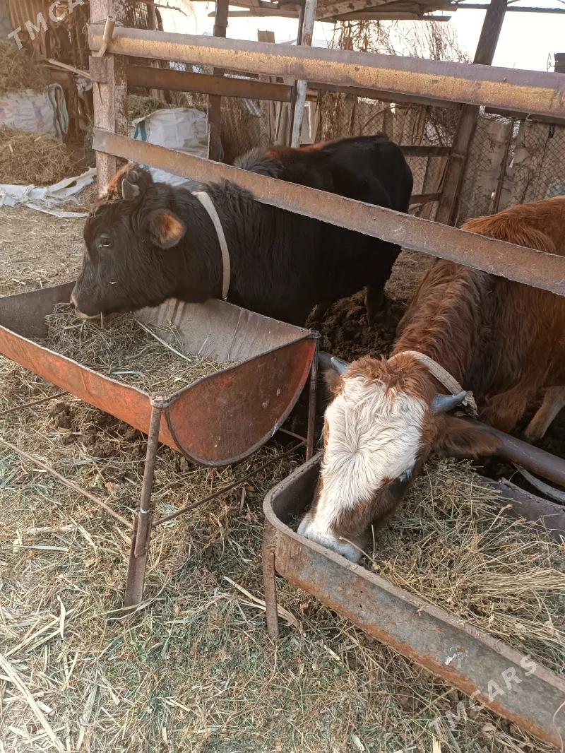 Okuzler - Mary - img 4