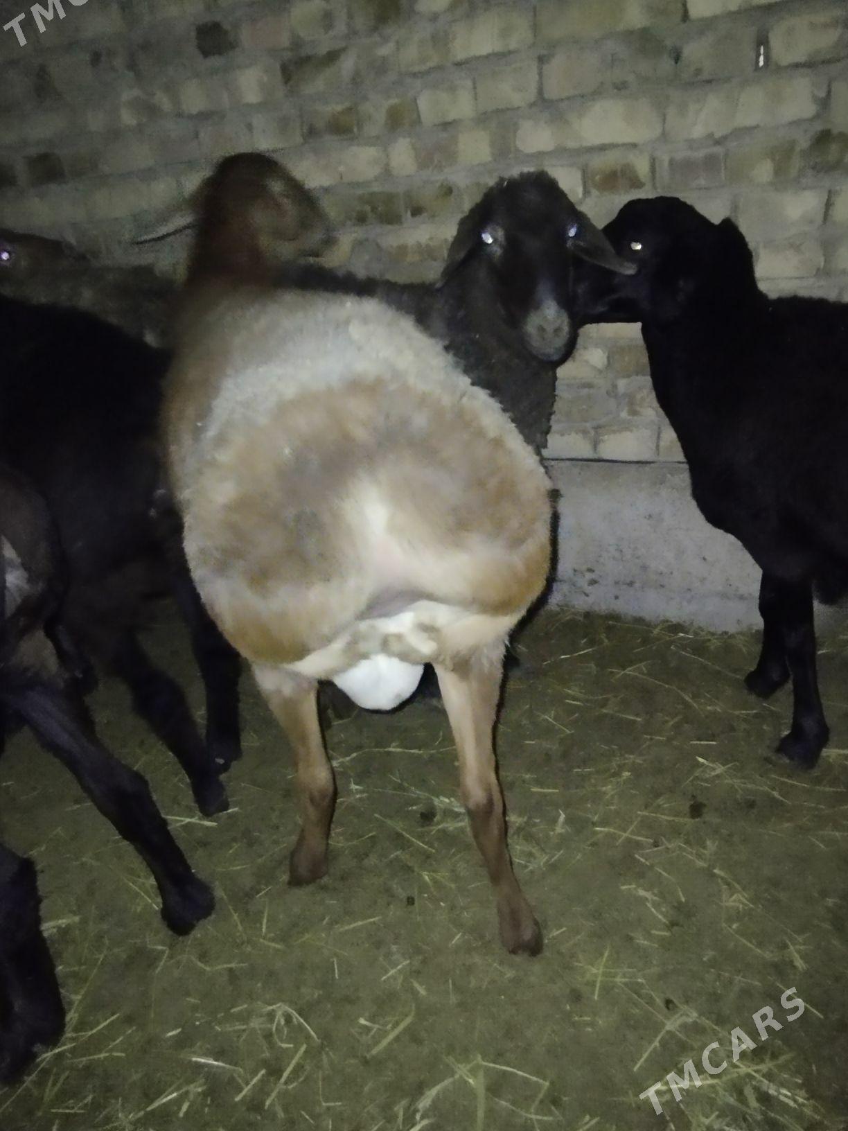 gisar goc - Türkmenabat - img 2