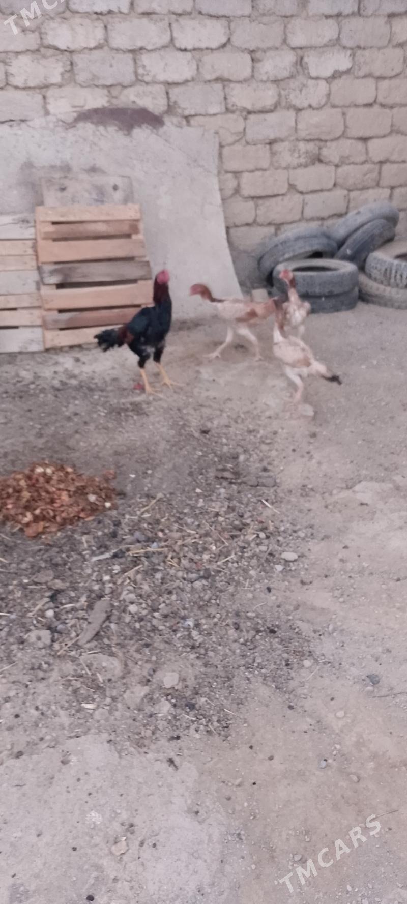 tasken - Änew - img 1