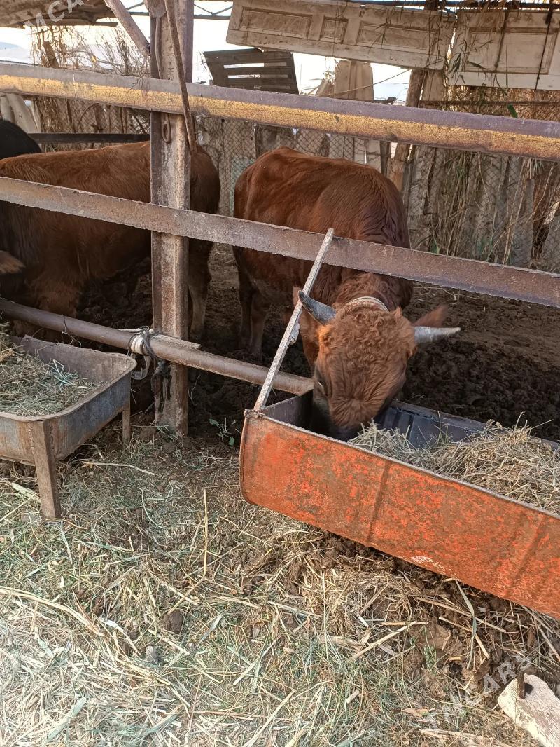 Okuzler - Mary - img 6