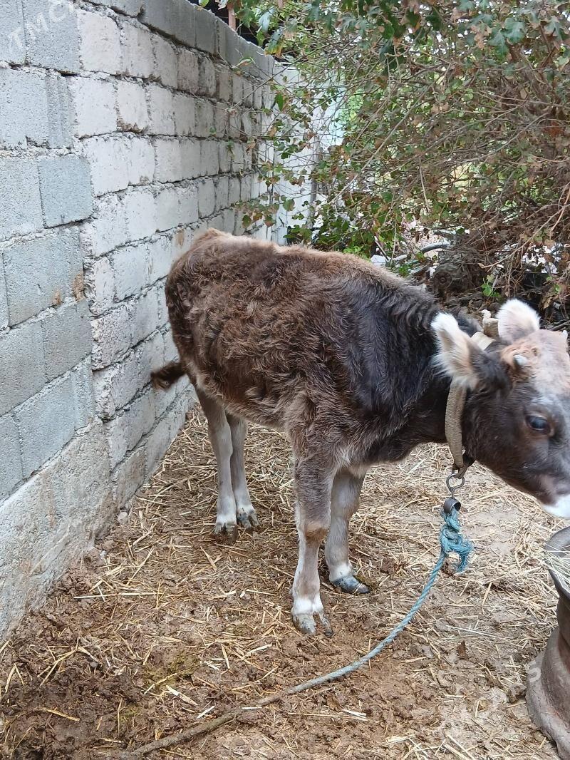 Tuwe - Яшлык - img 3