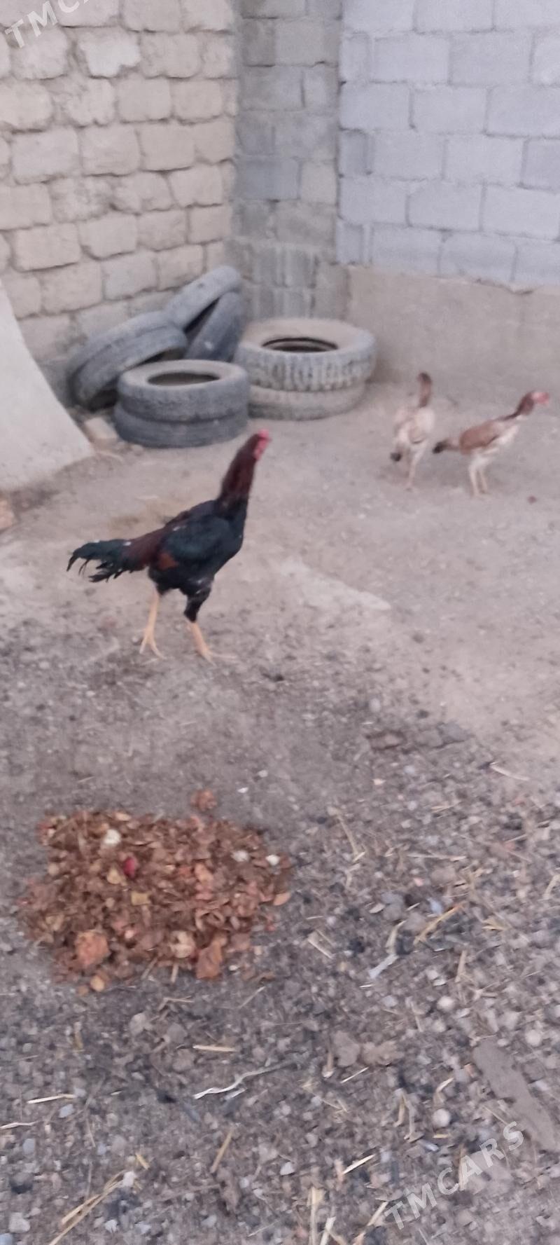 tasken - Änew - img 2