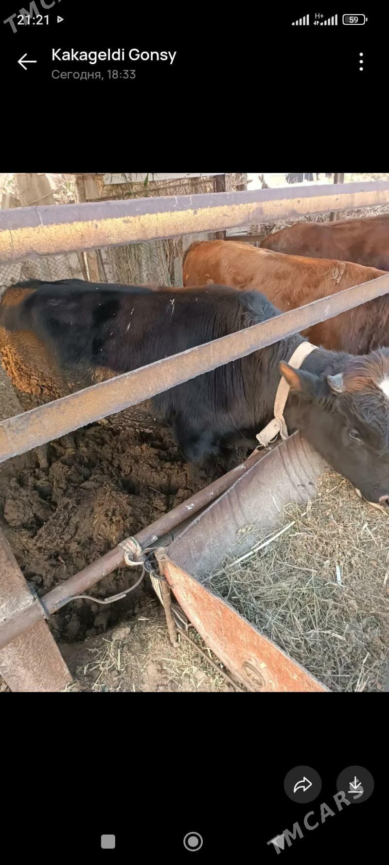 Okuzler - Mary - img 2