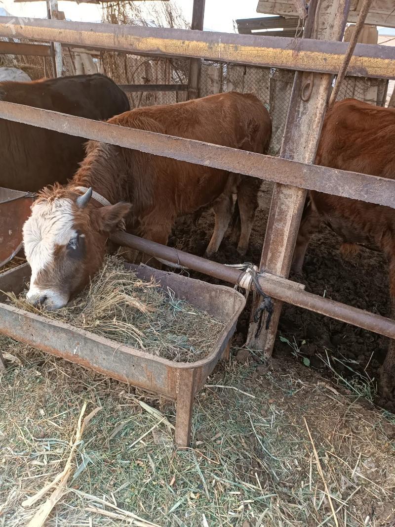 Okuzler - Mary - img 5