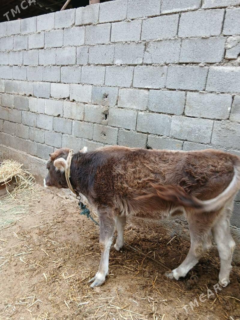 Tuwe - Яшлык - img 2