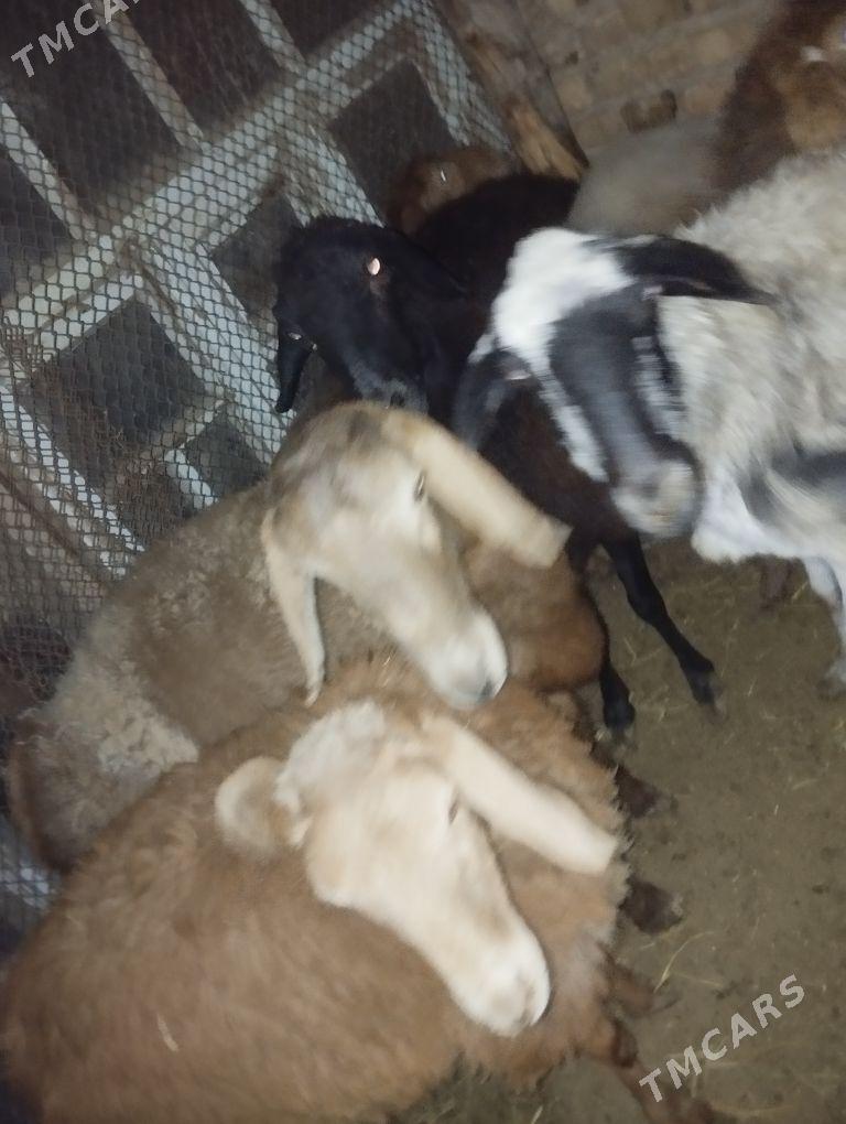 gisar goc - Türkmenabat - img 3