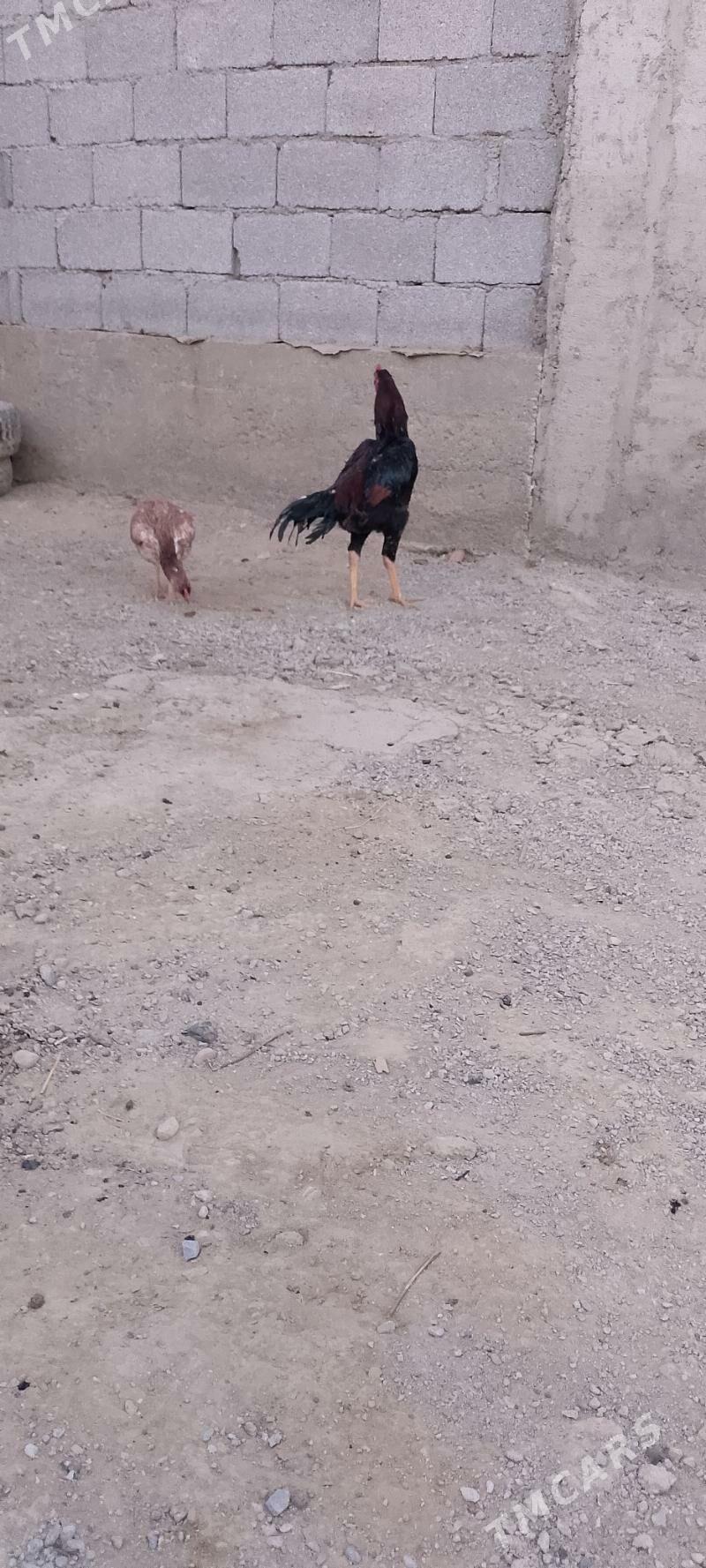 tasken - Änew - img 3