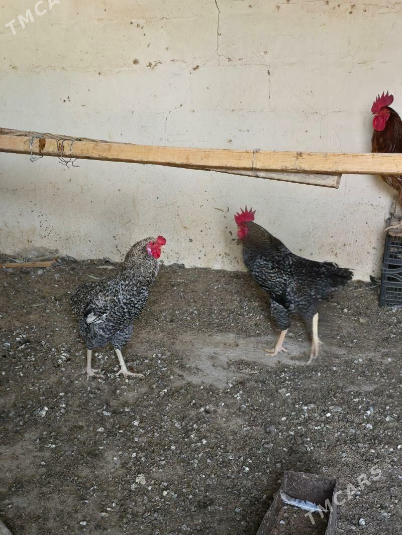 Xoroz Daminat - Ашхабад - img 7