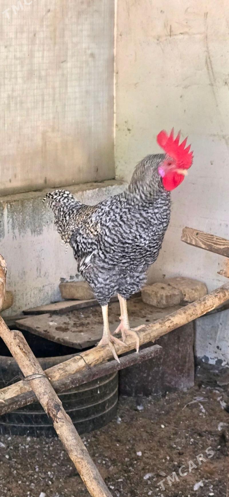 Xoroz Daminat - Ашхабад - img 4