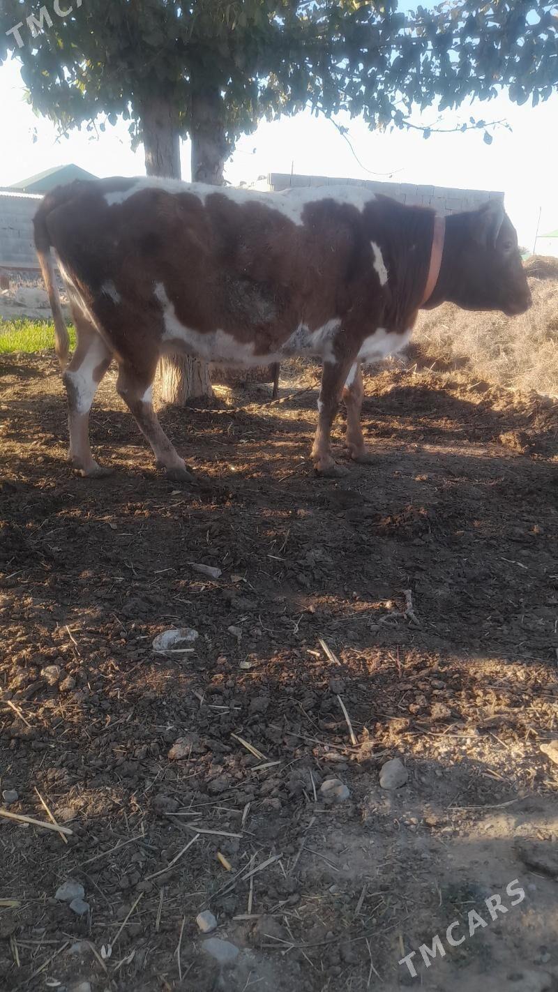 baklan sgr - Bäherden - img 2