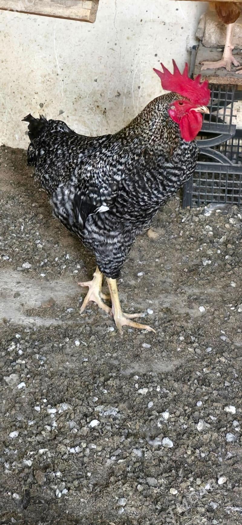 Xoroz Daminat - Ашхабад - img 5