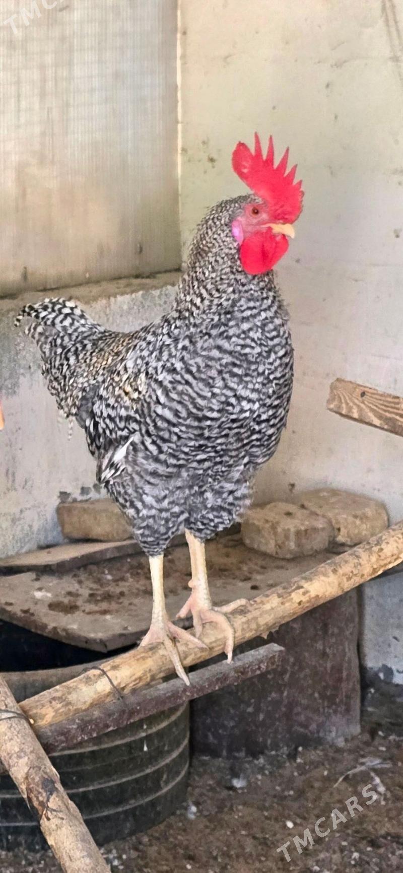 Xoroz Daminat - Ашхабад - img 6